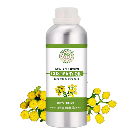 Costmary Essential Oil Uses and Benefits