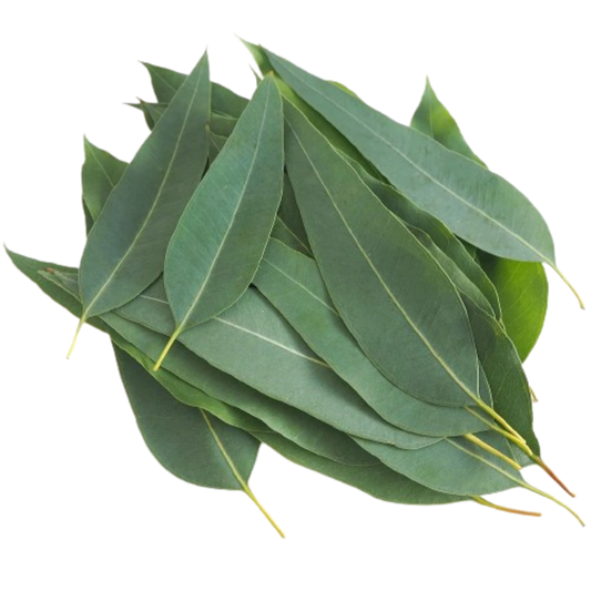 Eucalyptus Essential Oil Uses and Benefits.